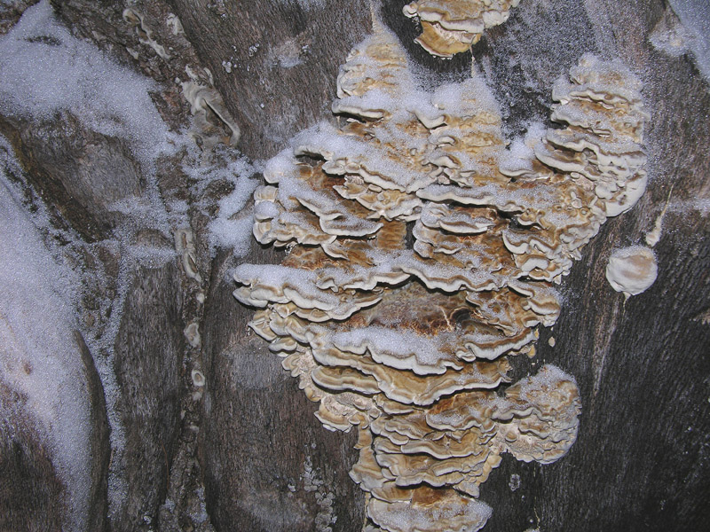 In bosco di Quercus cerris(10---fine) (Trametes pubescens)